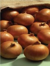 Vegetable onion ailsa for sale  WREXHAM