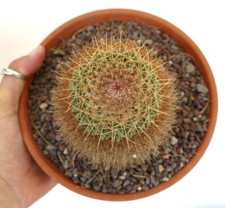 Mammillaria rhodantha 919 usato  Napoli