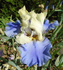 Rhizome iris voiles d'occasion  Chaumont