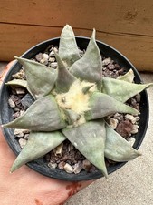 Ariocarpus retusus own usato  Valdastico