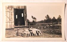 1920 photo hogs for sale  Silver Lake