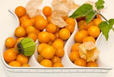 Sementes de cereja moída ~Physalis Peruviana~ Cape Gooseberry Inca Berry Golden Berry comprar usado  Enviando para Brazil