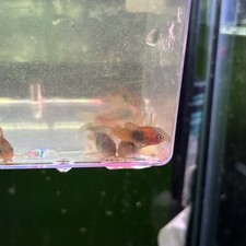 Orange venezuela adult for sale  Linden