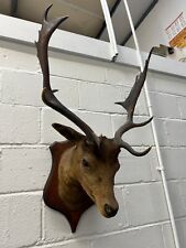 stag head taxidermy for sale  SUNDERLAND