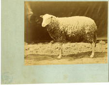 Mouton vintage albumen d'occasion  Pagny-sur-Moselle