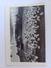 allevamento pulcini usato allevamento pulcini usato Cavriago