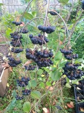 Viking aronia berry for sale  Weyauwega