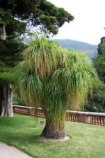 Graines beaucarnea guatemalens d'occasion  Plessala