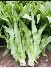 Leaf lettuce chinese for sale  LIVERPOOL