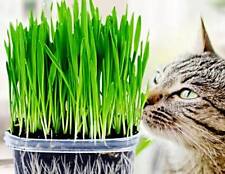 Katzengras samen weizengras gebraucht kaufen  Recklinghausen