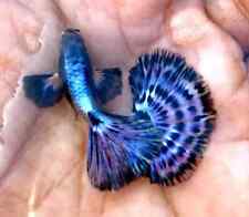 female guppies for sale female guppies for sale Houston
