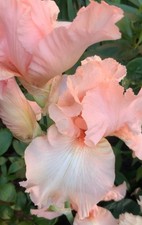 Bearded tall iris d'occasion  Expédié en Belgium