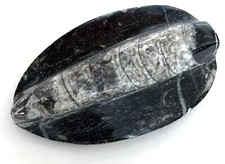 Fm0264 natürlicher rthoceras gebraucht kaufen  Waltrop
