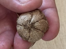 Manchineel tree viable d'occasion  Expédié en Belgium