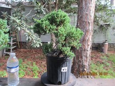 Specimen bonsai tree for sale  Gainesville