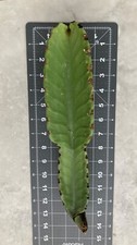 Euphorbia ingens candelabra for sale  Ventura