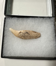 Fossil cave bear for sale  Holts Summit