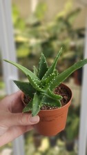aloe vera plant for sale  GILLINGHAM