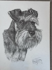 Miniature schnauzer large for sale  ROMSEY