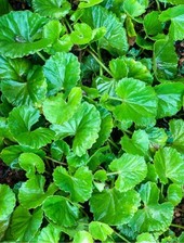 Gotu kola plug for sale  BRIGHTON
