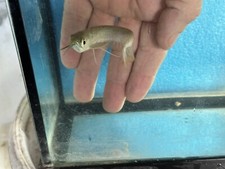 Sliver arowana about4 for sale  Tampa