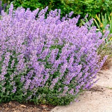 Nepeta faassenii cat for sale  Winter