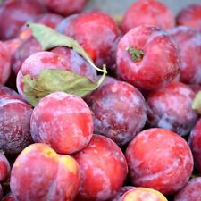 Pflaumenbaum pal aromatisch gebraucht kaufen  Detmold