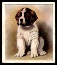 Godfrey phillips puppies for sale  HUNTINGDON