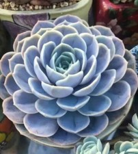 Blue Surprise 7cm diâmetro Echeveria  comprar usado  Enviando para Brazil