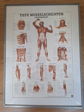 Tiefe muskelschichten poster gebraucht kaufen  Hamburg