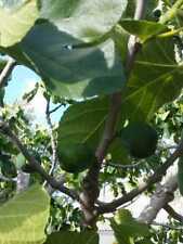 Alberi frutto fico usato  Terlizzi