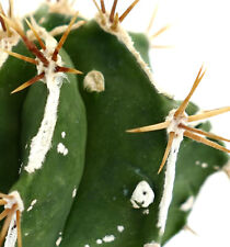 Astrophytum ornatum hannya usato  Napoli
