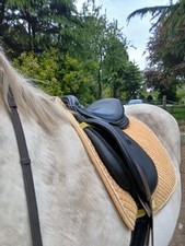 Saddle company gp for sale  SWAFFHAM