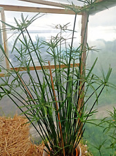Cyperus alternifolius papyrus for sale  SUTTON-IN-ASHFIELD