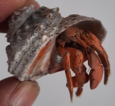 Curiosité coquillage bernard d'occasion  Montpellier-