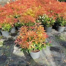 Pieris forest flame for sale  HARLOW