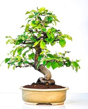 Bonsai cotogna pseudocydonia usato  Spedire a Italy