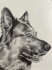German shepherd signed for sale  NEWTOWNARDS