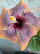 Surprise hibiscus rosa gebraucht kaufen  München