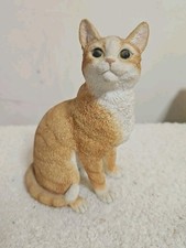 Ginger orange cat for sale  NOTTINGHAM