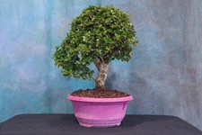 Fukien tea pre for sale  North Fort Myers
