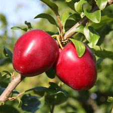 Mirabelle nancy plum for sale  PETERBOROUGH