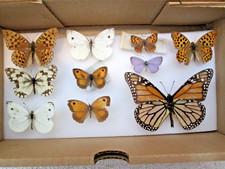 butterfly taxidermy for sale butterfly taxidermy for sale WATERLOOVILLE