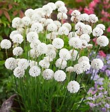 Armeria plug plants for sale  LONDON