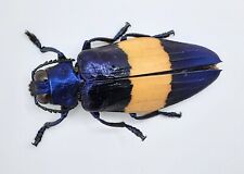 Buprestidae chrysochroa castel gebraucht kaufen  Wadern