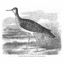 Sandpiper shot cambridgeshire for sale  GLASGOW
