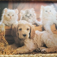 Vintage dog puppy for sale  OXFORD