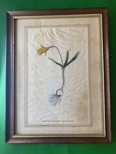 Antique botanical daffodil for sale  KESWICK