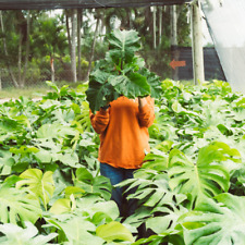 Alocasia low rider for sale  Homestead