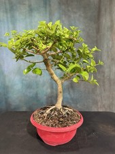 bonsai for sale  North Fort Myers